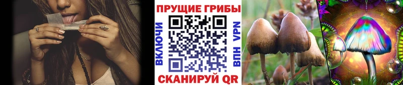что такое наркотик  Бокситогорск  Галлюциногенные грибы Cubensis 